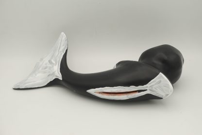 #2111 Large Tailraiser : Orca