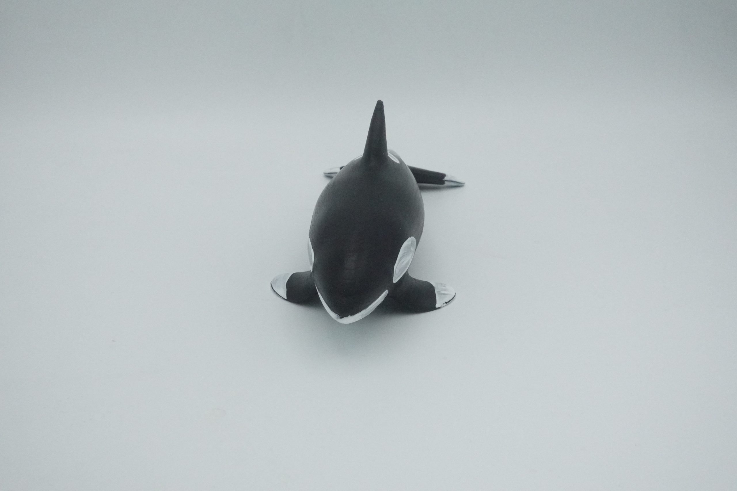 #2505 Small Orca